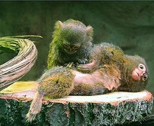 Khỉ Pygmy marmoset sống theo đàn, rất yêu thương, chăm sóc lẫn nhau.