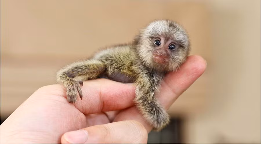 Động vật bé xíu, đáng yêu này là một bà mẹ có vú.