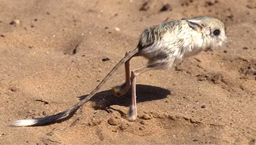 Nhờ đôi chân sau dài, Jerboas chạy vù vù với vận tốc 24km/h. Nhờ đôi chân sau dài, Jerboas chạy vù vù với vận tốc 24km/h.