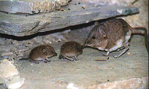 Chuột chù Suncus etruscus sống gấp đến nỗi nhịp tim trung bình đập 1.511 lần/phút.