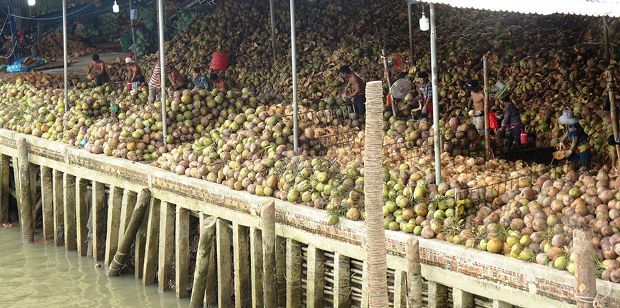 Những vựa buôn bán dừa ở Bến Tre.