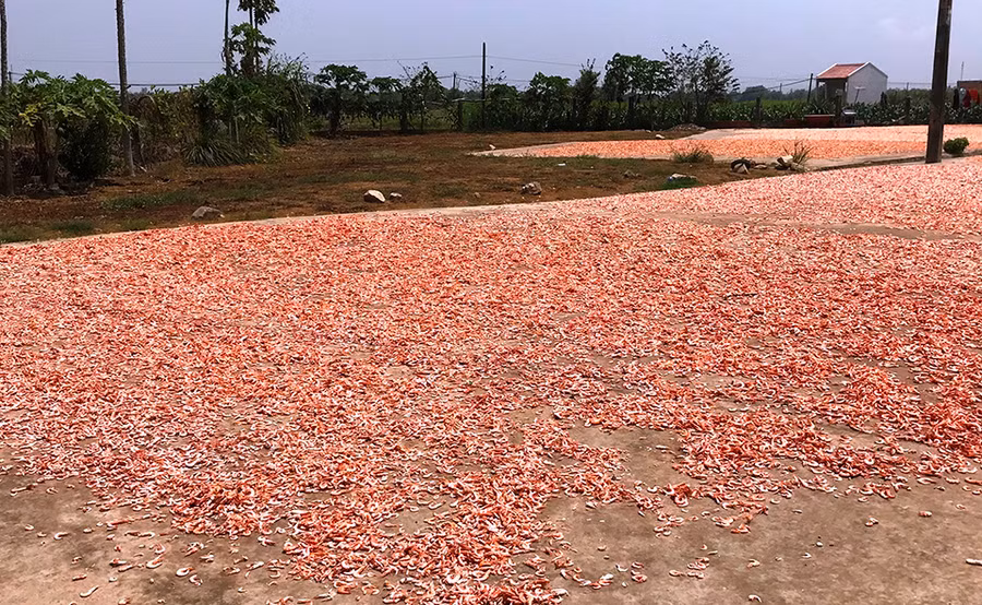 Sản phẩm khô tôm danh tiếng xứ Gò Công