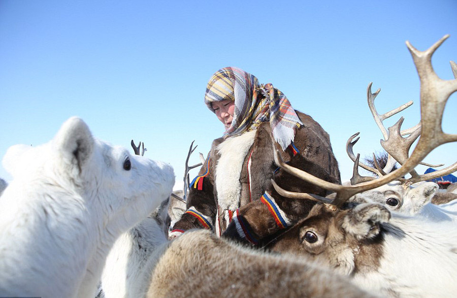 Tuần lộc là loài vật nuôi quan trọng với sự sống còn của người Nenets