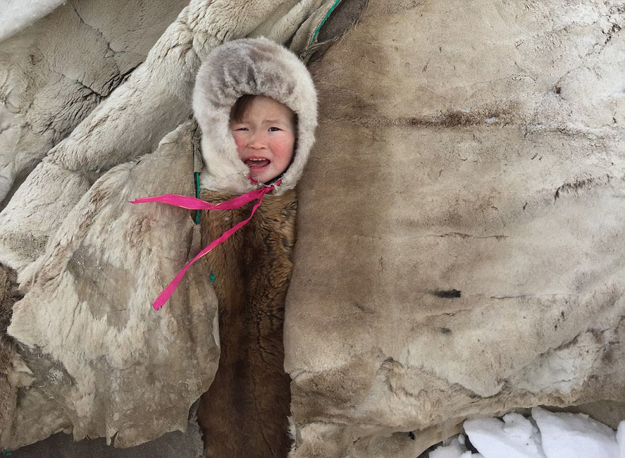 Đứa trẻ được quấn trong một bộ da tuần lộc ở trong lều khi cha mẹ bận việc