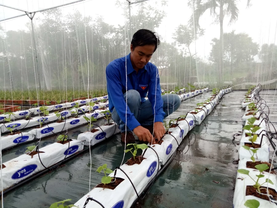 Dương Minh Trung trong vườn rau khí canh công nghệ cao của mình