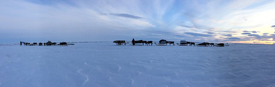 Trên những chiếc xe trượt tuyết bằng gỗ, họ cùng đàn tuần lộc rong ruổi khắp nơi trên lãnh nguyên