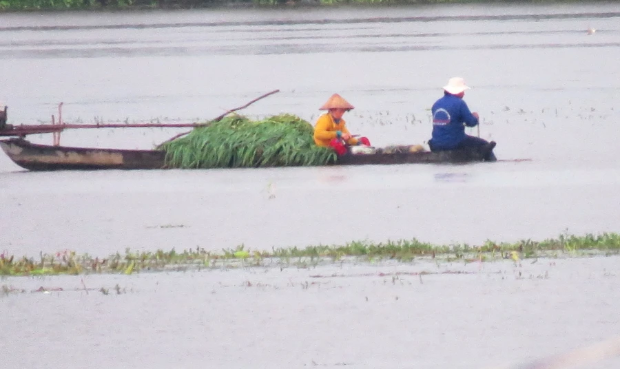 Dong ghe, trầm mình lấy hẹ nước