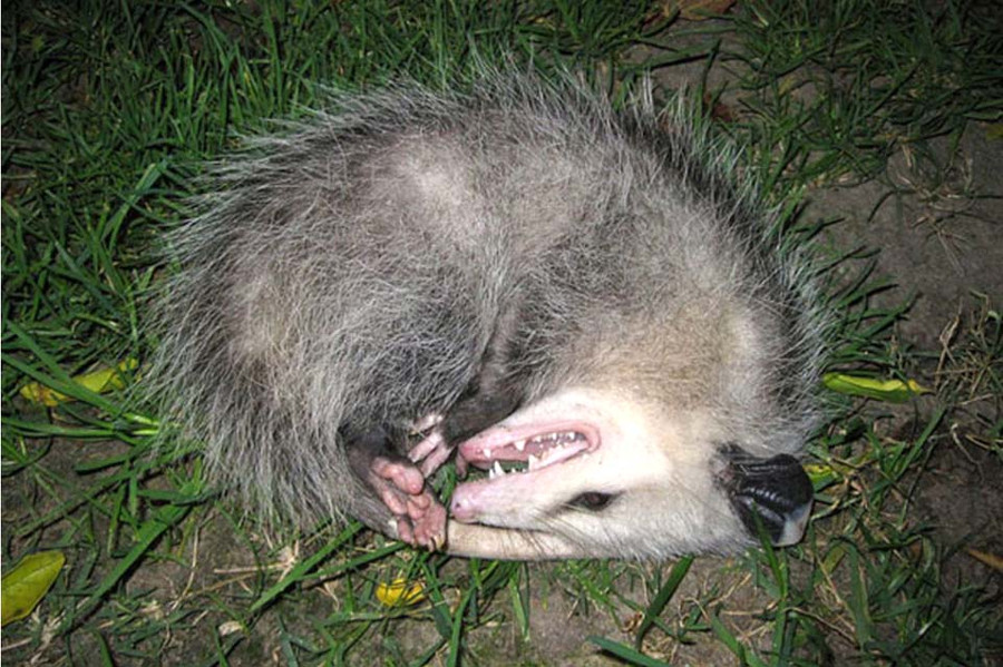 Chồn Opossum giả chết