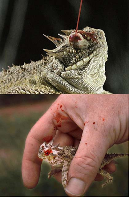 Thằn lằn sừng Phrynosoma cornutum