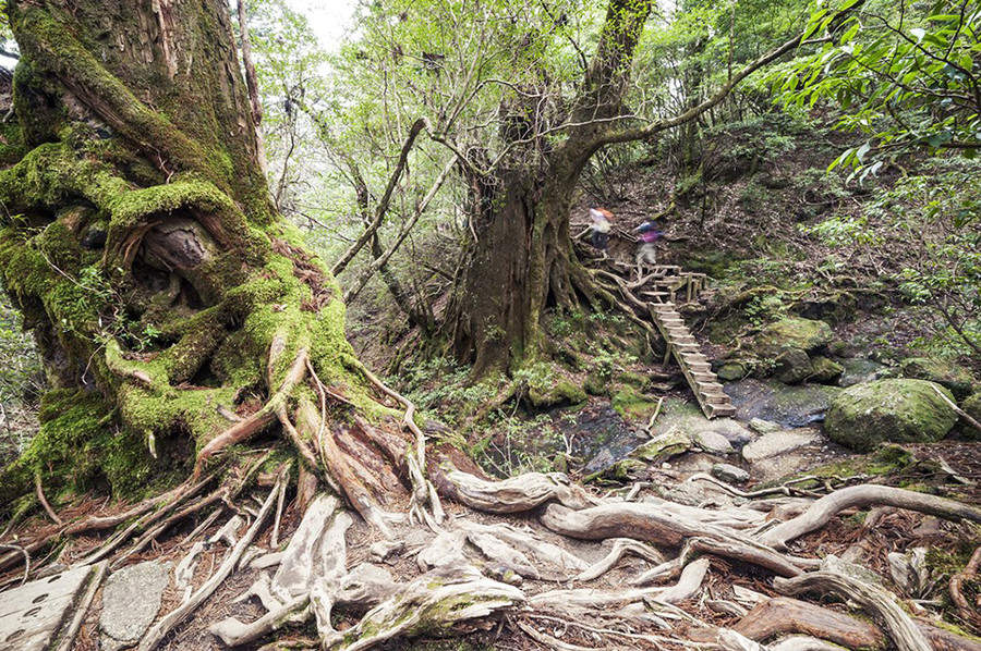 Cội cây tuyết tùng ngàn tuổi trên đảo Yakushima, quần đảo Osumi, Nhật Bản.