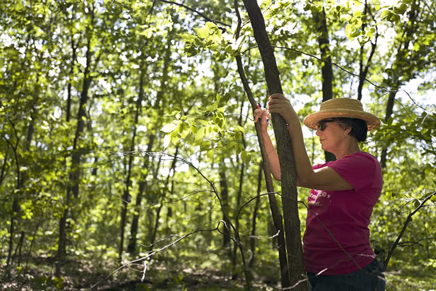 Một thành viên “Shinrin-yoku” (tắm rừng) tại Vườn quốc gia William O’Brien ở St. Croix, tiểu bang Minnesota, Mỹ 