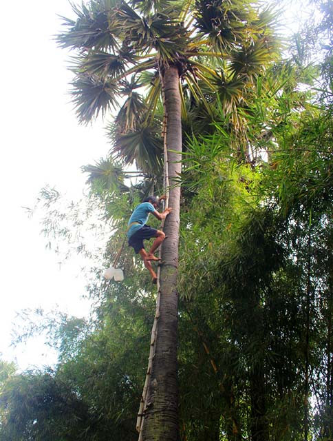 Anh Châu Xem đang leo cây thốt nốt cao hơn 20m
