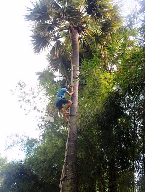 Anh Châu Xem đang leo cây thốt nốt cao hơn 20m