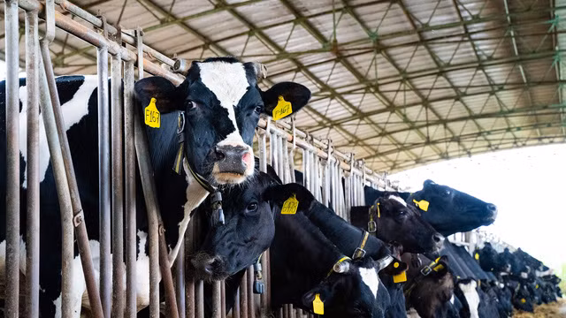 Nutifood ra mắt thương hiệu Nutimilk - dòng sản phẩm chuẩn cao thế giới - Ảnh 3.