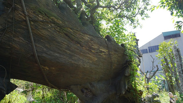 Khu vườn bỏ hoang toàn "siêu cây" bạc tỷ của đại gia nức tiếng một thời ảnh 3