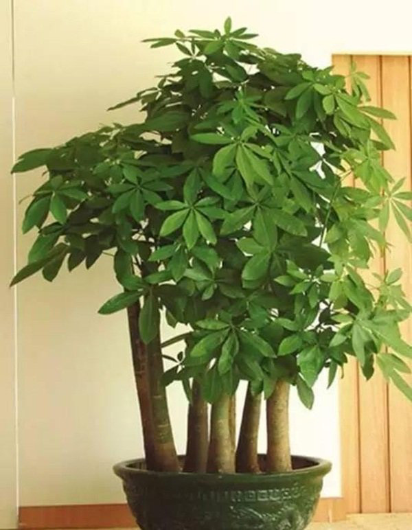 7 loại cây cảnh phong thủy trong phòng khách giúp gia chủ chiêu tài, kích lộc, gặp nhiều may mắn - Ảnh 3. 7 loại cây cảnh phong thủy trong phòng khách giúp gia chủ chiêu tài, kích lộc, gặp nhiều may mắn - Ảnh 3.