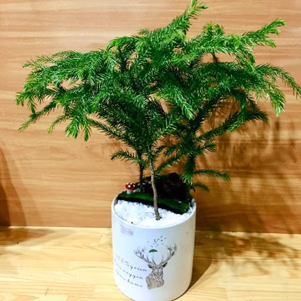 7 loại cây cảnh phong thủy trong phòng khách giúp gia chủ chiêu tài, kích lộc, gặp nhiều may mắn - Ảnh 5.