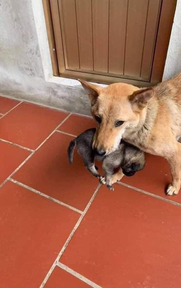 Chú chó mẹ tha con chạy lũ bây giờ ra sao? ảnh 2 Chú chó mẹ tha con chạy lũ bây giờ ra sao? ảnh 2