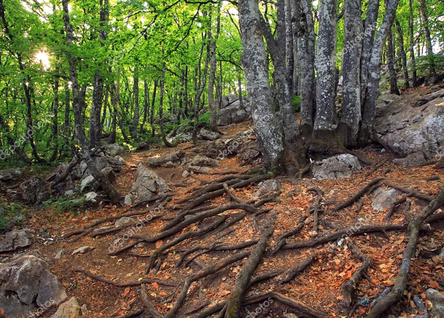 Khu rừng bí ẩn ở Latvia