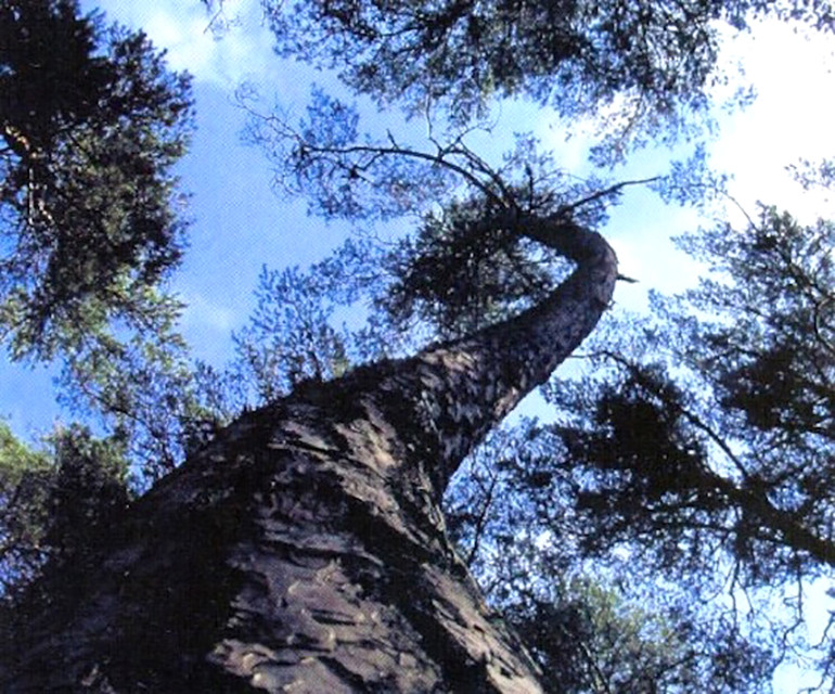 Cây cối có hình dáng kỳ lạ Cây cối có hình dáng kỳ lạ