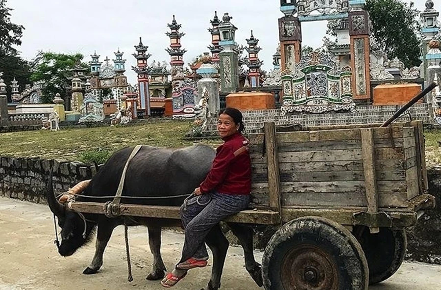 Cộ trâu là hình ảnh rất quen thuộc ở xã Vinh An, huyện Phú Vang, Thừa Thiên - Huế