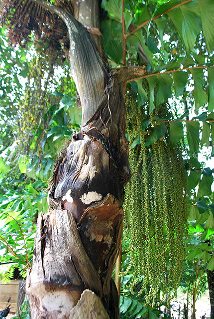 Cây tr’đin trưởng thành
