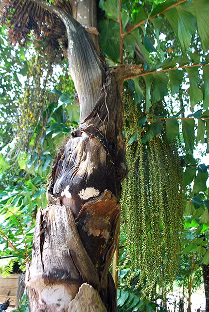 Cây tr’đin trưởng thành