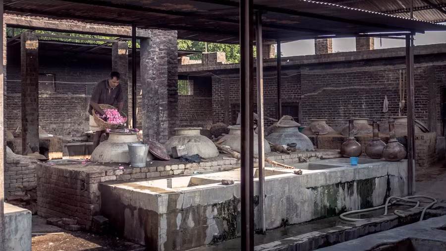 Cho các cánh hoa hồng tươi Damask vào ủ trong các chum đất