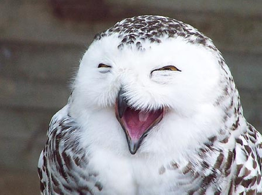 Cú mặt cười độc đáo của New Zealand, đã tuyệt chủng