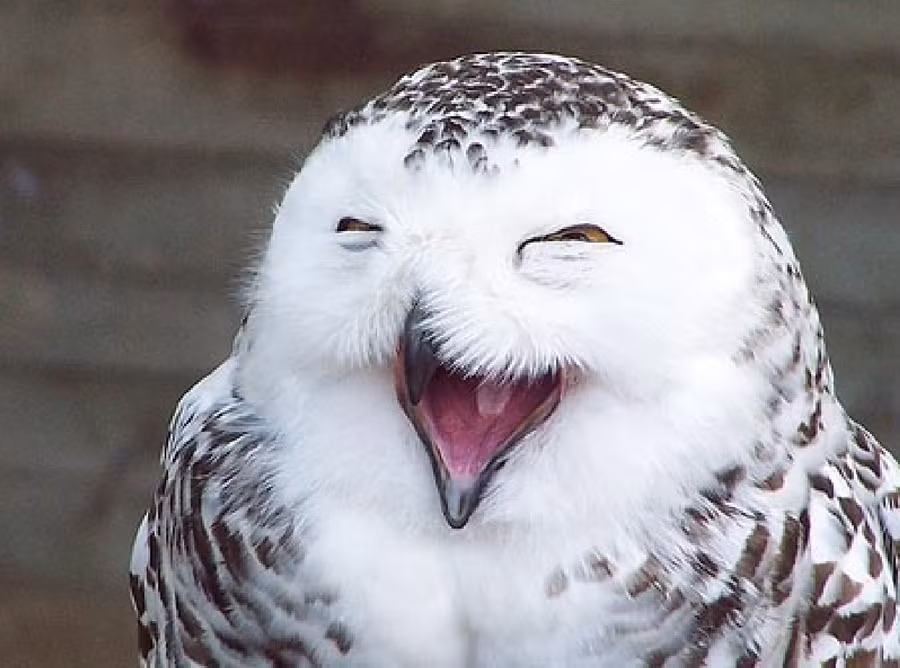 Cú mặt cười độc đáo của New Zealand, đã tuyệt chủng