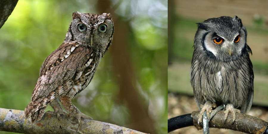 Dù ngoại hình tương tự, cú mèo (trái) và cú mèo Châu Mỹ (phải) là hai chi hoàn toàn khác nhau