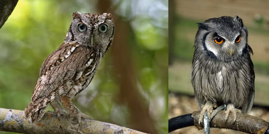 Dù ngoại hình tương tự, cú mèo (trái) và cú mèo Châu Mỹ (phải) là hai chi hoàn toàn khác nhau
