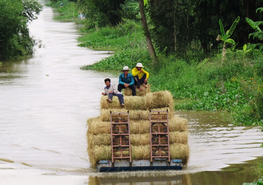 Mảnh mùa vàng rực rỡ sông nước