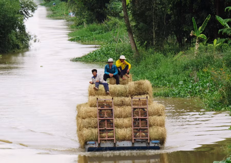 Mảnh mùa vàng rực rỡ sông nước