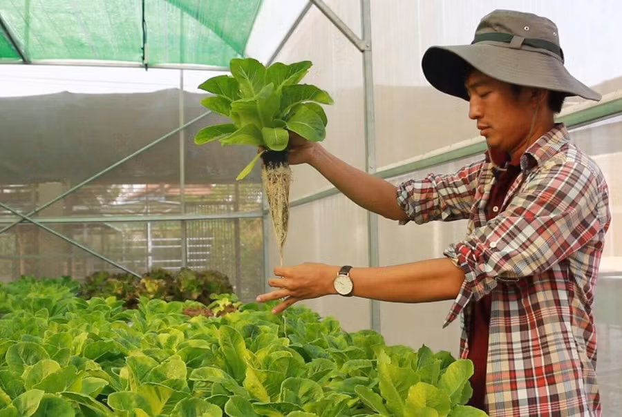 Phạm Công Chính bên vườn rau đã sẵn sàng cho đợt thu hoạch