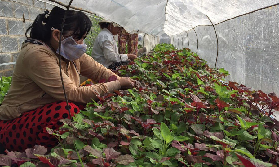 Nhân viên rau sạch Tám Khỏe đang thu hoạch rau dền đỏ Nhân viên rau sạch Tám Khỏe đang thu hoạch rau dền đỏ