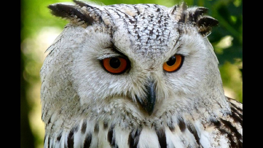 Phần lông vũ nhô lên giống như tai trên đầu cú chỉ là tai giả