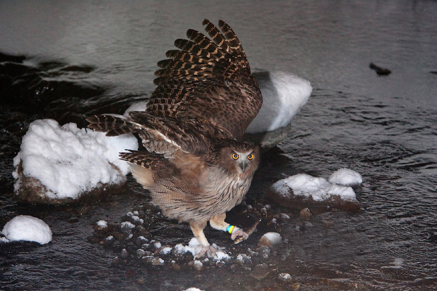 Một số loài cú thích nghi với việc săn bắt cá