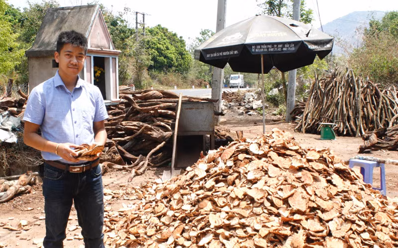 Anh Thịnh trong sân chứa dược liệu sơ chế