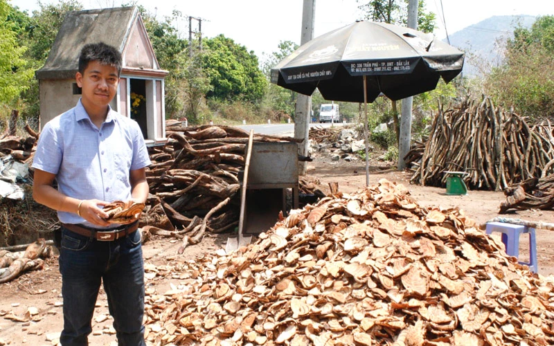 Anh Thịnh trong sân chứa dược liệu sơ chế