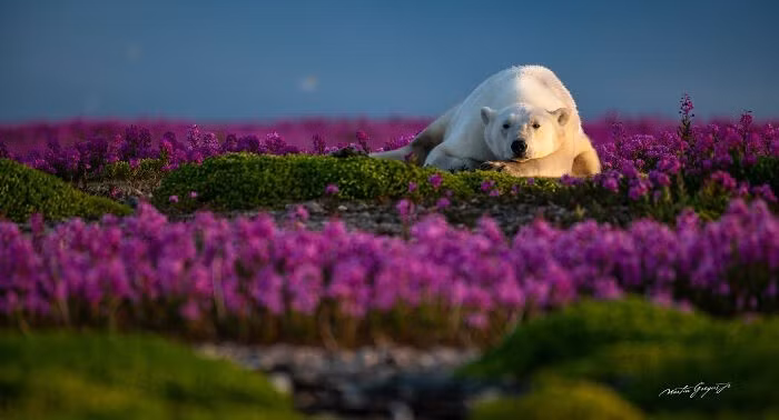 Những đợt lạnh xuất hiện giữa mùa hè. Sóng nhiệt xảy ra ngay trong mùa đông. Băng hình thành ở những nơi kỳ lạ, vào những thời điểm bất thường, và đôi khi các quy luật lâu đời hoàn toàn biến mất. hanh-trinh-20-nam-ghi-lai-khoanh-khac-hoang-da-ky-dieu-12.jpg