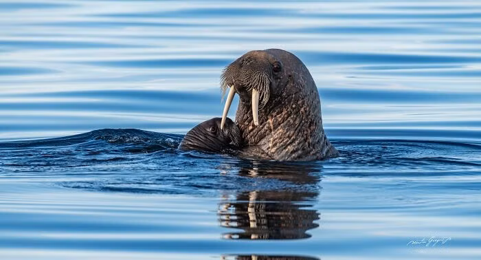 Ông muốn sống ở một nơi trong 6 tháng hoặc lâu hơn, để thực sự hiểu điều gì đang diễn ra và cách thế giới tự nhiên vận hành khi chúng ta đơn giản là lùi lại và để nó tự tồn tại. hanh-trinh-20-nam-ghi-lai-khoanh-khac-hoang-da-ky-dieu-18.jpg