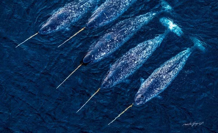 Ông cho biết, đã học được nghệ thuật kiên nhẫn, nhưng không phải với con người. Với con người, có lẽ ông là người thiếu kiên nhẫn nhất. hanh-trinh-20-nam-ghi-lai-khoanh-khac-hoang-da-ky-dieu-7.jpg