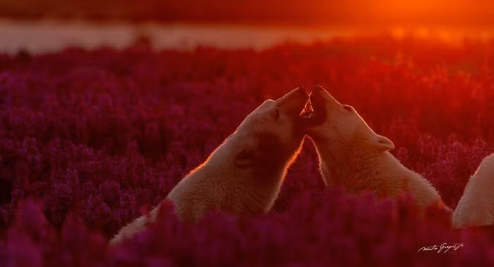 Khi nhìn lại sự nghiệp, nhiếp ảnh gia chia sẻ cách việc sống cùng động vật đã định hình cách tiếp cận của ông. hanh-trinh-20-nam-ghi-lai-khoanh-khac-hoang-da-ky-dieu-6.jpg