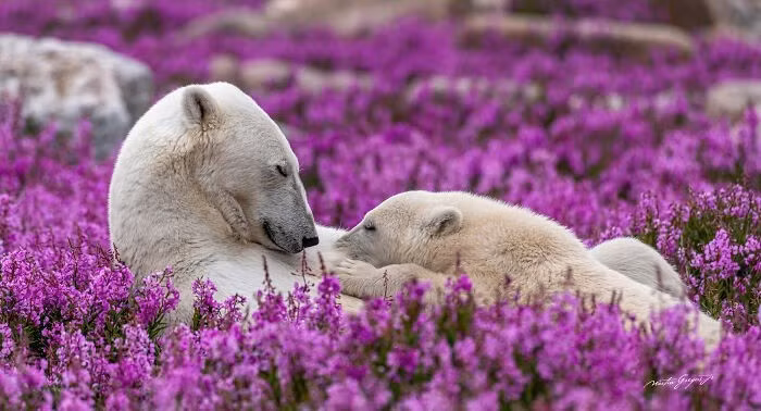 Trong gần 20 năm qua, ông Martin Gregus (Canada) đã dành thời gian ghi lại những khoảnh khắc kỳ diệu nhất của thế giới động vật, từ vùng hoang dã băng giá Bắc Cực đến những góc xa xôi của Nam Thái Bình Dương. hanh-trinh-20-nam-ghi-lai-khoanh-khac-hoang-da-ky-dieu.jpg