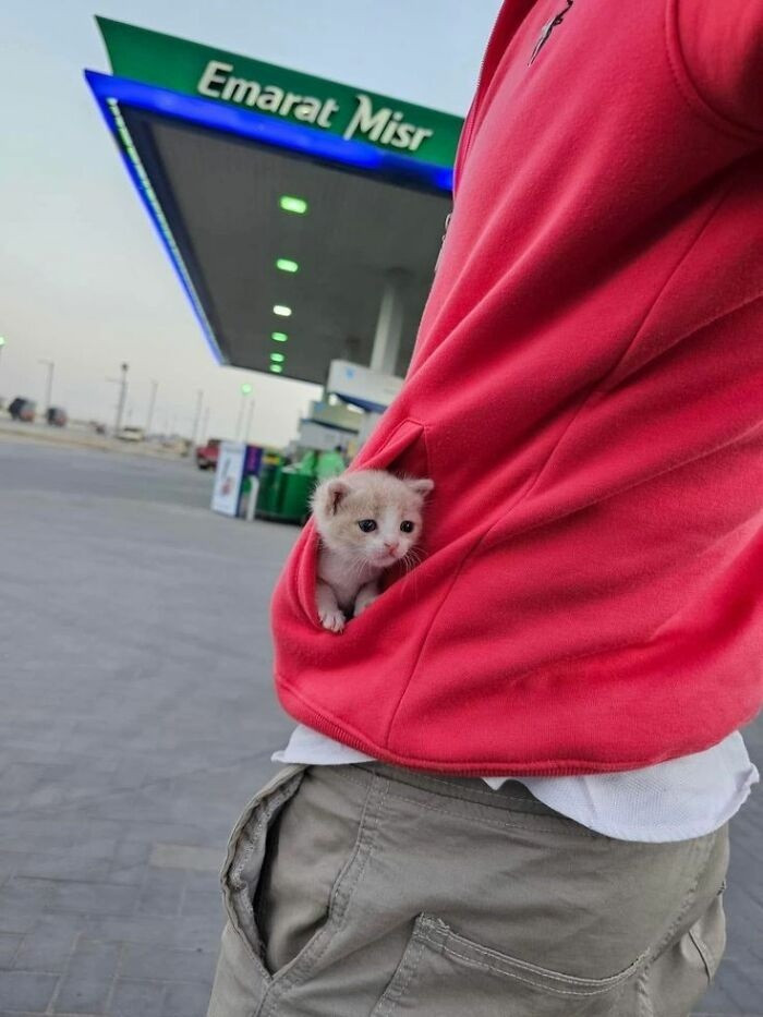 bo-anh-meo-sieu-lay-de-thuong-13.jpg