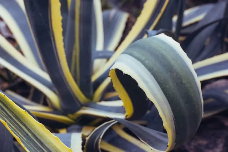 Có 2 phân loài và nhiều giống đẹp với các đặc điểm: Lá xanh viền trắng, lá sọc vàng trắng, sọc vàng giữa, sọc trắng dày, viền vàng. loai-cay-hiem-no-hoa-duy-nhat-sau-30-nam-5.jpg