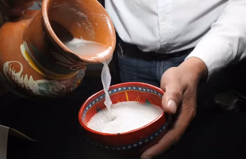 Nếu cắt thân trước khi ra hoa, có thể lấy dịch ngọt aguamiel. Người ta dùng nó để làm đồ uống lên men pulque. loai-cay-hiem-no-hoa-duy-nhat-sau-30-nam-8.jpg