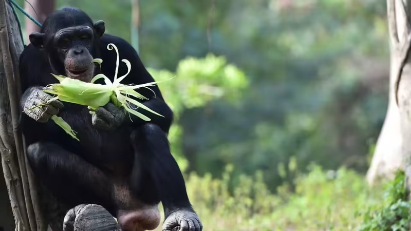 Tinh tinh có thể nhận biết số trên màn hình và chạm theo đúng trình tự. Trong tự nhiên, chúng dùng khả năng đếm để xác định số người, tìm thức ăn và duy trì trật tự xã hội, giúp tăng cơ hội sinh tồn. nhung-loai-vat-bat-ngo-so-huu-ky-nang-nhan-biet-con-so-4.jpg