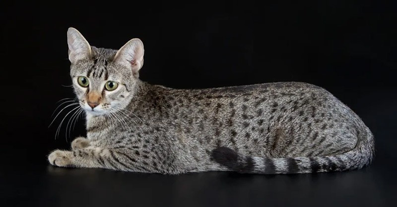 Mèo Egyptian Mau có nguồn gốc từ Ai Cập cổ đại và nổi bật với bộ lông đốm tự nhiên. Chúng có kích thước trung bình đến nhỏ và tính cách trung thành, nhanh nhẹn. Đây là giống mèo nhà có thể chạy nhanh tới khoảng 48km/h. chum-anh-20-giong-meo-quy-hiem-nhat-the-gioi-012.jpg
